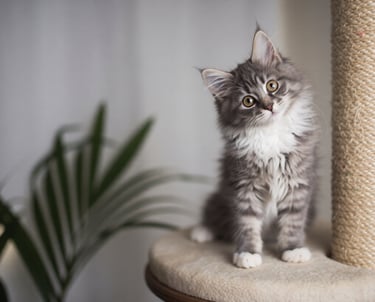 Grijze kitten zittend op een zachte krabpaal, onderdeel van de beste geteste krabpalen voor katten