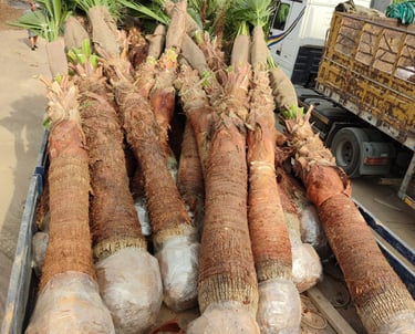 "مشروع توريد نخيل واشنطني وعربي داخل السعودية"