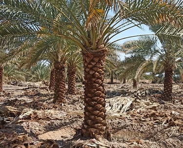 توريد نخيل عربي للمزارع في السعودية