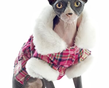 Un gato Sphynx sin pelo con un abrigo de invierno a cuadros rosas con ribetes de piel sintética blanca.