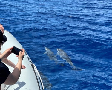 Spotted Dolphins with Xpoint Boat in Funchal