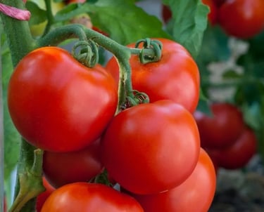 Premium Egyptian Fresh Tomatoes for Export - HS Code 070200