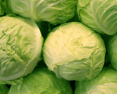 Premium Egyptian Fresh White Cabbage for Export - HS Code 070490