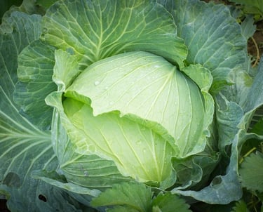 Premium Egyptian Fresh Cabbage for Export - HS Code 070490