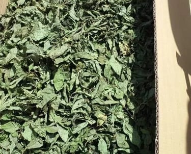 Premium Egyptian Dry Molokhia for Export - HS Code 071290