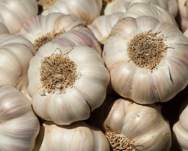 Premium Egyptian Fresh Garlic for Export - HS Code 070320