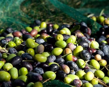 Premium Egyptian Fresh Olives for Export - HS Code 070992