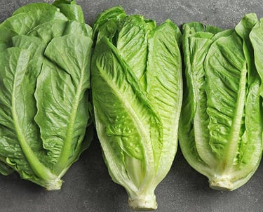 Premium Egyptian Fresh Romaine Lettuce for Export - HS Code 070511