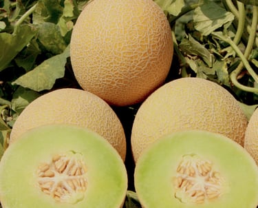 Premium Egyptian Fresh Galia Melon for Export - HS Code 080719