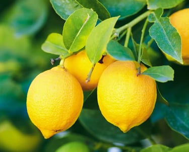 Premium Egyptian Fresh Lemon for Export - HS Code 080550