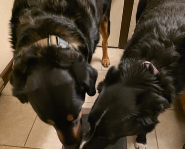Padfoot and Bailey sharing water.