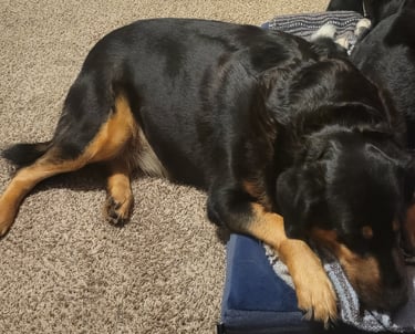 Bailey sharing bed.