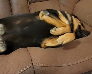 Bailey laying on couch.
