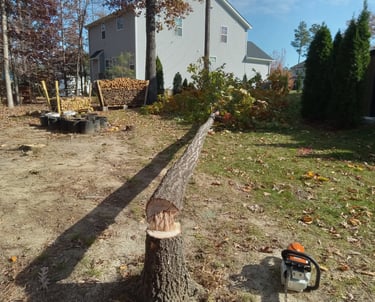 Small Diameter Tall Red Oak Tree Removal Chesterfield Virginia