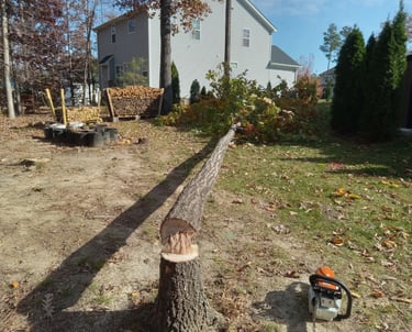 Red Oak tree removal close to house was safely dropped in a gap to prevent structural damage