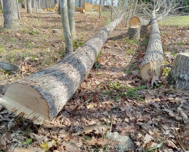 Removing tall, skinny and diseased trees in central virginia