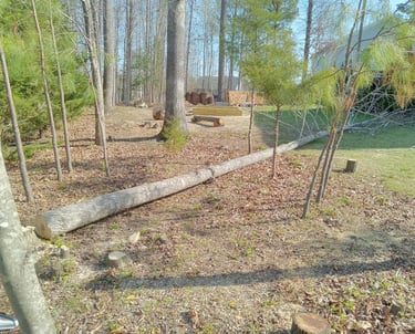Removing an aggressive tulip poplar crowding out the canopy for the remaining trees to mature healthier in Harpers Mill, VA