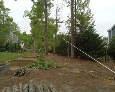 Rigging a backleaning Sweetgum to come down safely using a Maasdam rope puller
