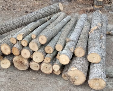 Cutting logs into 8 foot sections for removal if building something out of them is desired