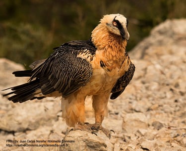 bearded vulture