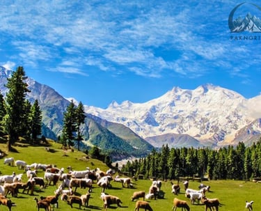 View of nanga parbat from feary meadows