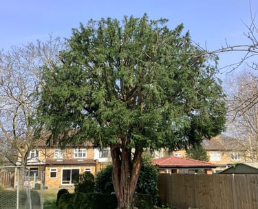 yew tree crown reduction sharp hedges