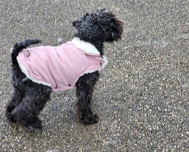 Trudi,, Schnauzer sous la neige
