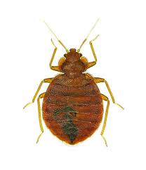 TLC Upstate Lawn & Pest Bed Bug Control