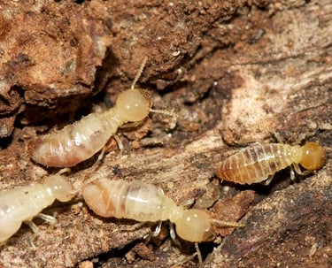 Termite Control