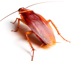American cockroaches