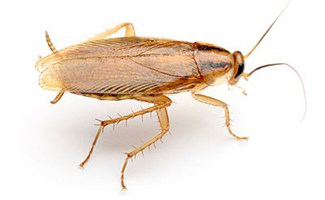 German Cockroach