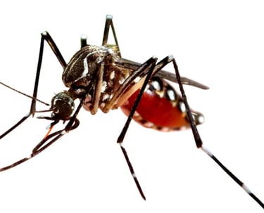 Mosquito