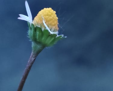 Portätbild eines Gänseblümchens vor tiefblauem Hintergrund