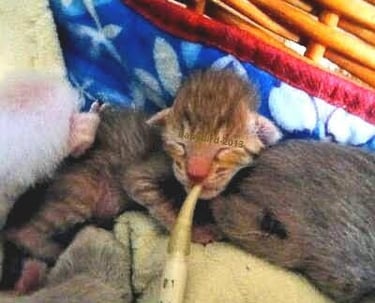 A newborn tabby kitten being fed milk with a syringe in a cozy basket.