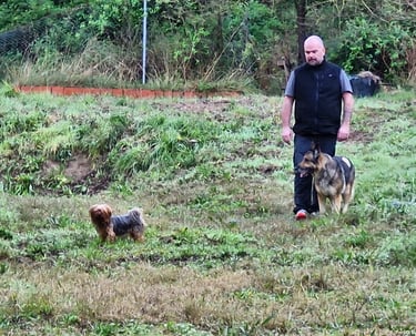 Jugando por la montaña con perros