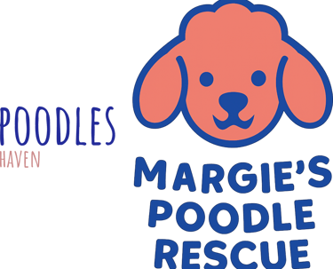 Margie's mini poodle and toy poodle rescue