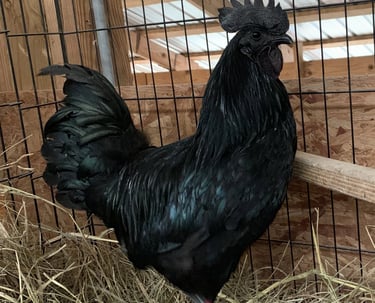 ayam cemani chicken for sale