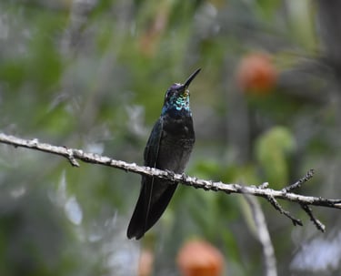 A Rivoli's Hummingbird with irridescent blue throat perches on a thin branch