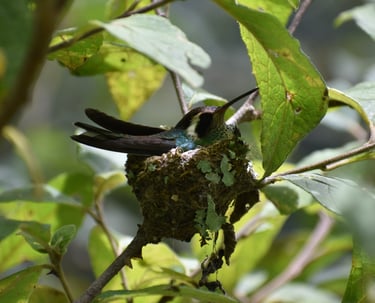 Mother hummingbird feeding chicks in tiny nest – intimate look at nesting behavior in Chiapas forest