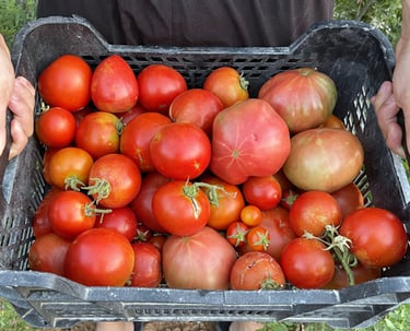 cultiva tomates en casa