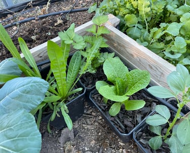 curso de huerto urbano online