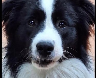  black and white border collie puppy stud dog 