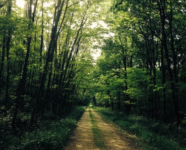 chemin de vie