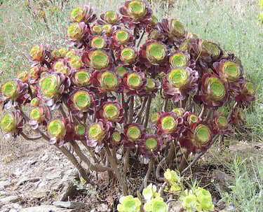 Aeonium arborum - un merveilleux jeu de contraste