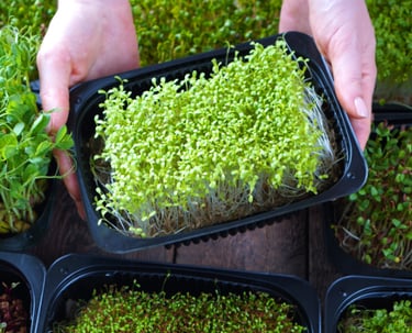 Manos sosteniendo recimiente con microgreens hidroponicos