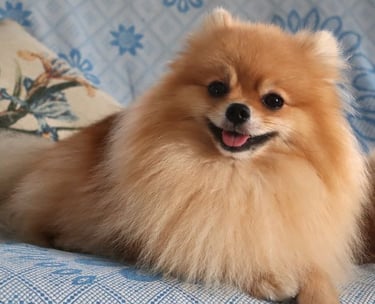 venta perrito pomerania buenos aires