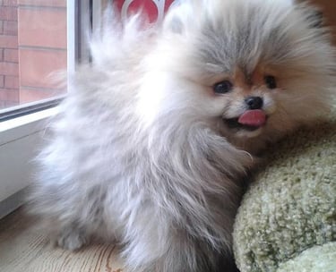 venta de perro pomerania argentina