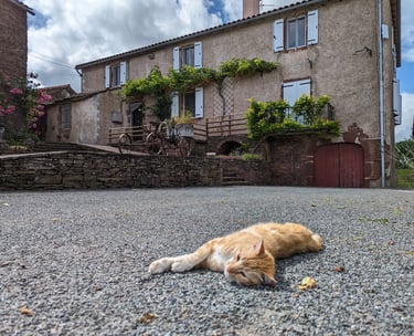 Un chat allongé dans une coure, avec la maison en arrière plan
