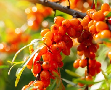 sea buckthorn