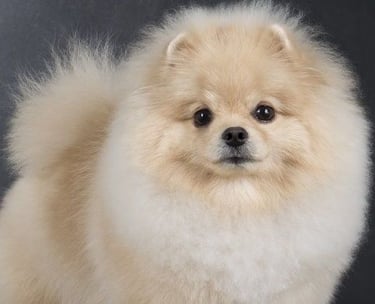 venta perritos pomerania argentina